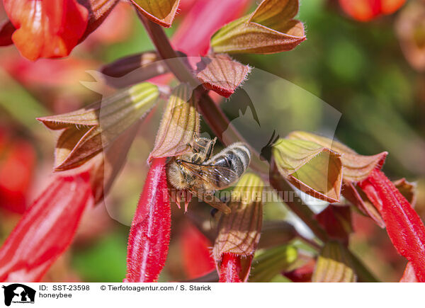 honeybee / SST-23598