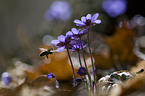 honeybee
