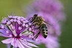 honeybee