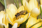 honeybee