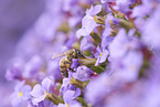 honeybee