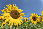 honeybees