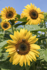 honeybees