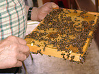 honeycomb
