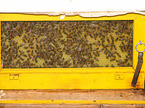 honeycomb