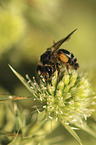 Honey Bee