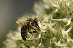 Honey Bee