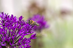 flying Honey Bee
