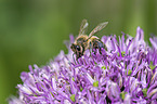 sitting Honey Bee