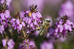 Honey Bee