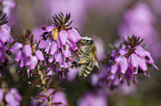 Honey Bee