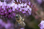 Honey Bee