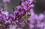 Honey Bee