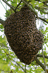 honeycomb