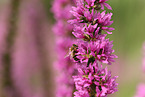 honeybee
