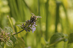 honeybee
