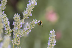 honeybee