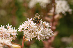 honeybee