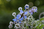 honeybee