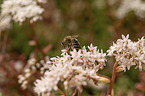 honeybee