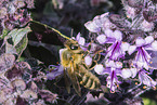 honeybee