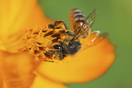 honeybee