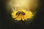 honeybee