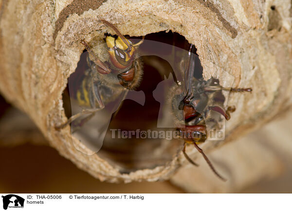 hornets / THA-05006