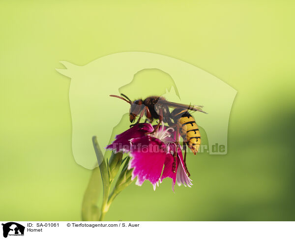 Hornisse / Hornet / SA-01061