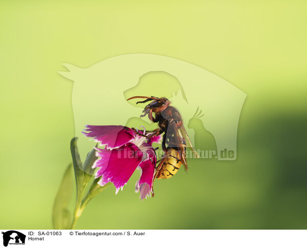 Hornisse / Hornet / SA-01063