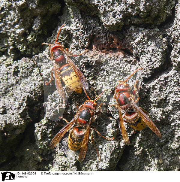 hornets / HB-02054