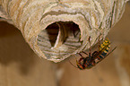 hornet