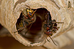 hornets