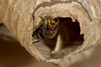 hornet