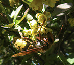 hornet