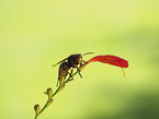 Hornet