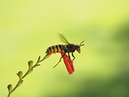 Hornet