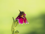 Hornet