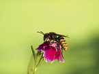 Hornet