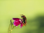 Hornet