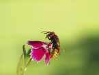 Hornet