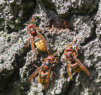 hornets