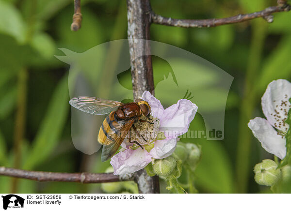 Hornissenschwebfliege / Hornet Hoverfly / SST-23859