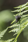 houseflies