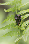 houseflies