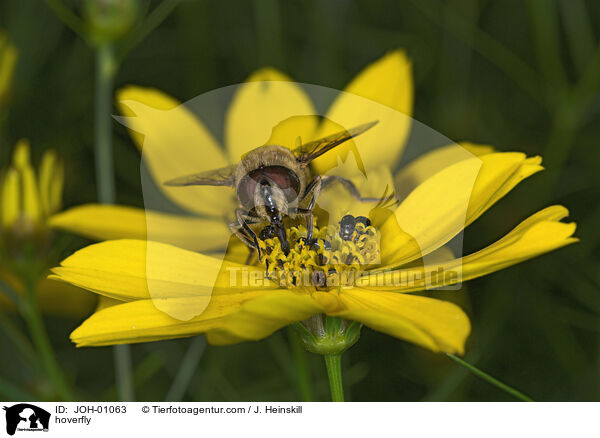 Schwebfliege auf Blume / hoverfly / JOH-01063