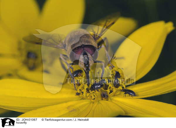 Schwebfliege und Kfer auf Blume / hoverfly / JOH-01067
