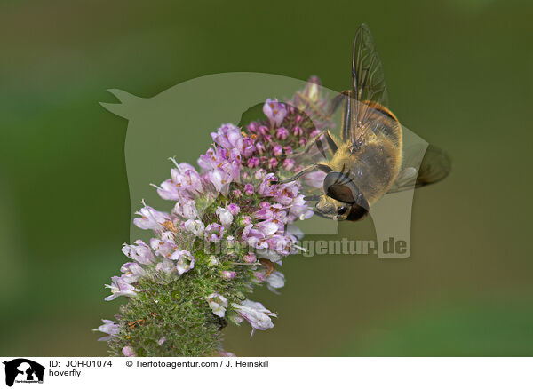 Schwebfliege auf Blume / hoverfly / JOH-01074