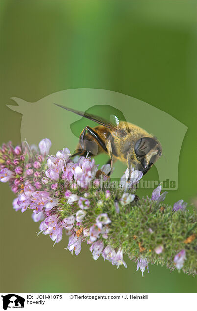 Schwebfliege auf Blume / hoverfly / JOH-01075