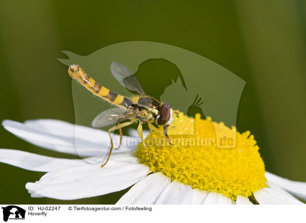 Schwebfliege / Hoverfly / HJ-02247